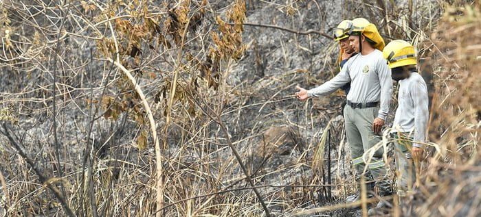 Llamado a las autoridades a fortalecer controles y sancionar a quienes atenten contra el ambiente provocando incendios forestales