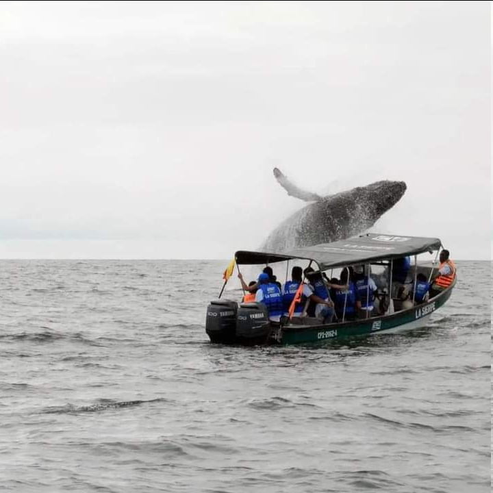 Apertura oficial de la temporada de avistamiento de ballenas, Gobierno del Valle invita a hacer turismo sostenible