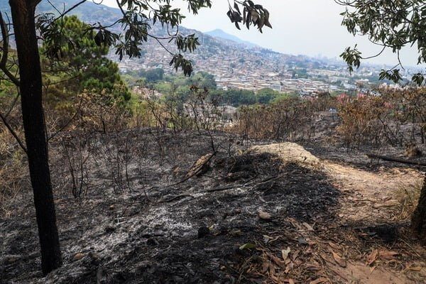Incendio en ecoparque del cerro La Bandera acabó con unas 20 hectáreas de vegetación
