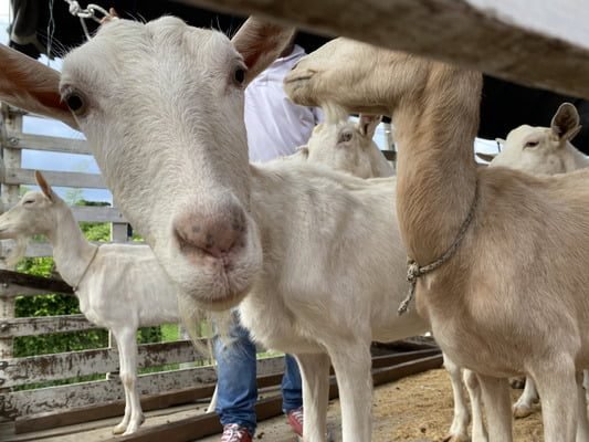 Unidad de Protección Animal atendió caso de animales en estado de desnutrición.