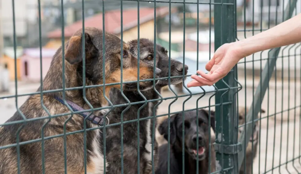 Senadora Padilla alerta sobre posible tráfico de perros colombianos. Foto: Freepik