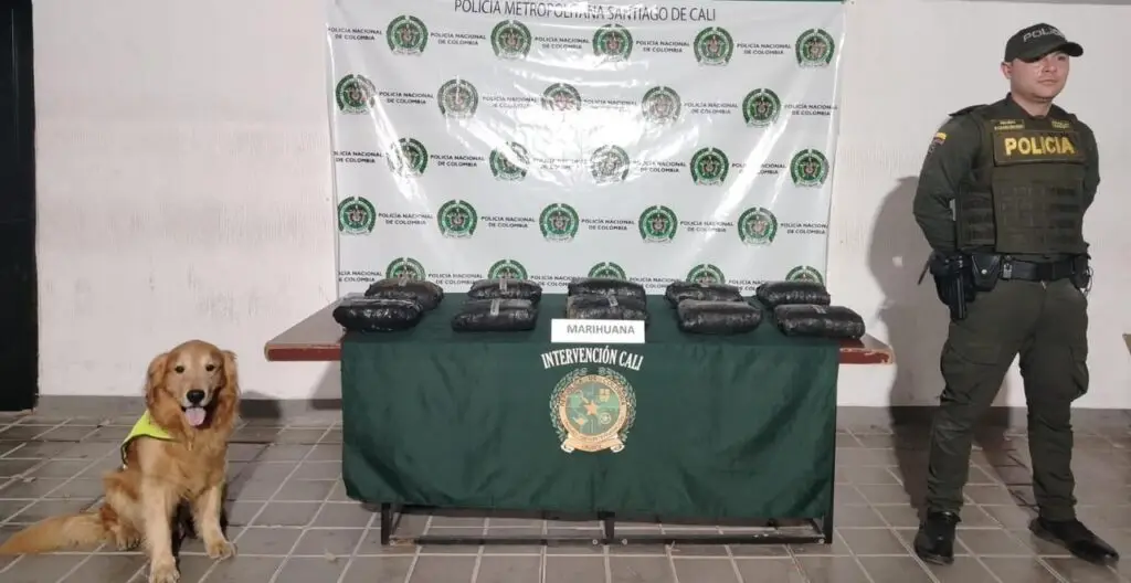 Caninos de la Policía hallan drogas en operativo en Cali y Yumbo. Foto: Policía de Cali