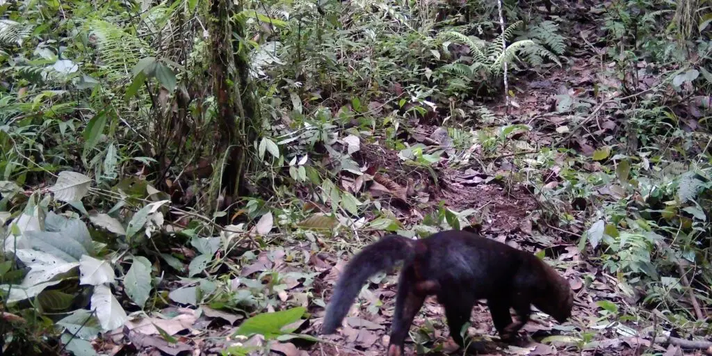 La biodiversidad oculta a solo media hora del centro de Cali