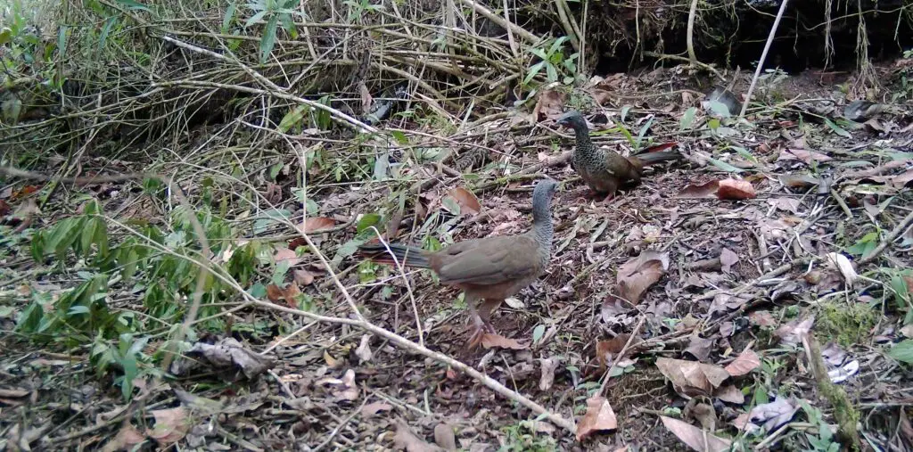 La vida silvestre que late en los alrededores de Cali
