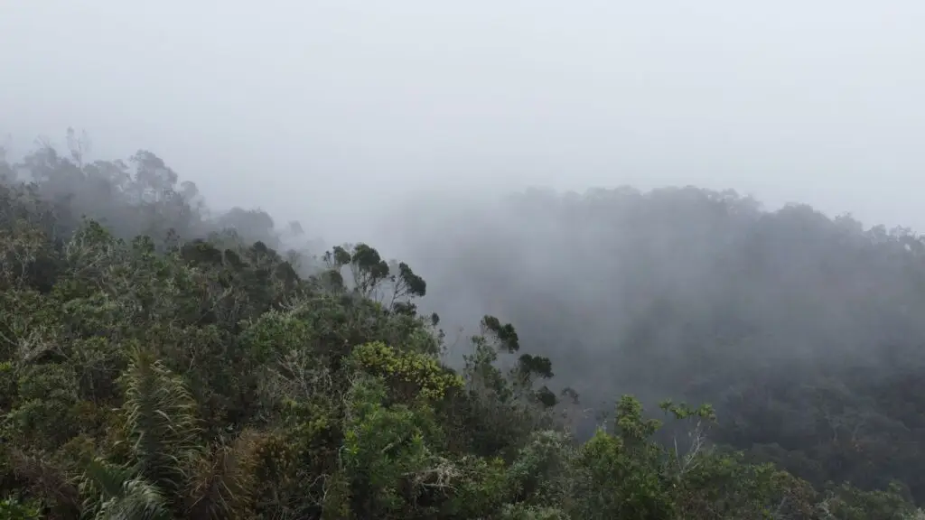 Retenciones y amenazas en operativo ambiental en Farallones de Cali