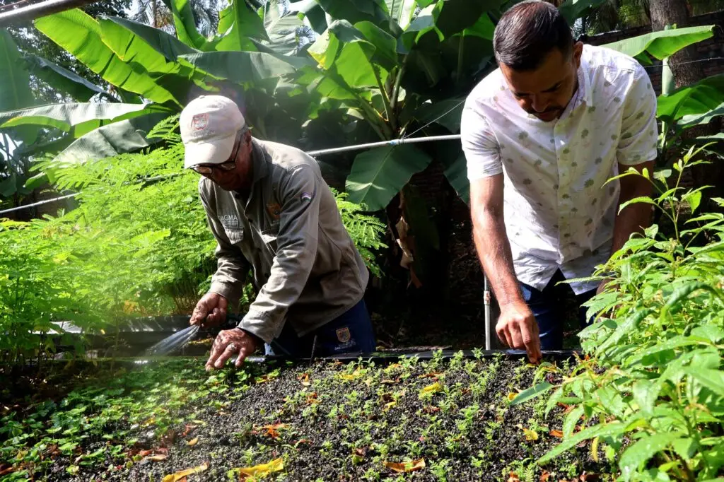 Reforestación urbana en Cali busca multiplicar gualanday vino-tinto