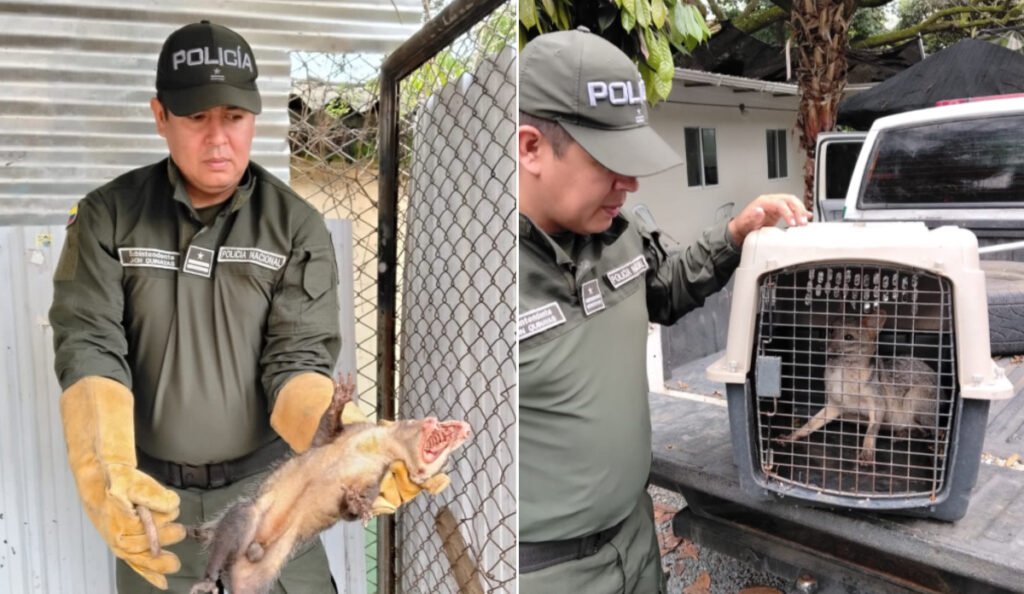 Rescate de fauna silvestre en Cali.