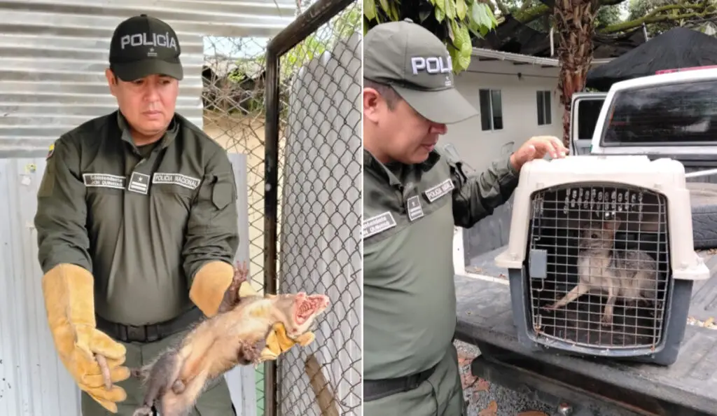 Rescate de fauna silvestre en Cali.