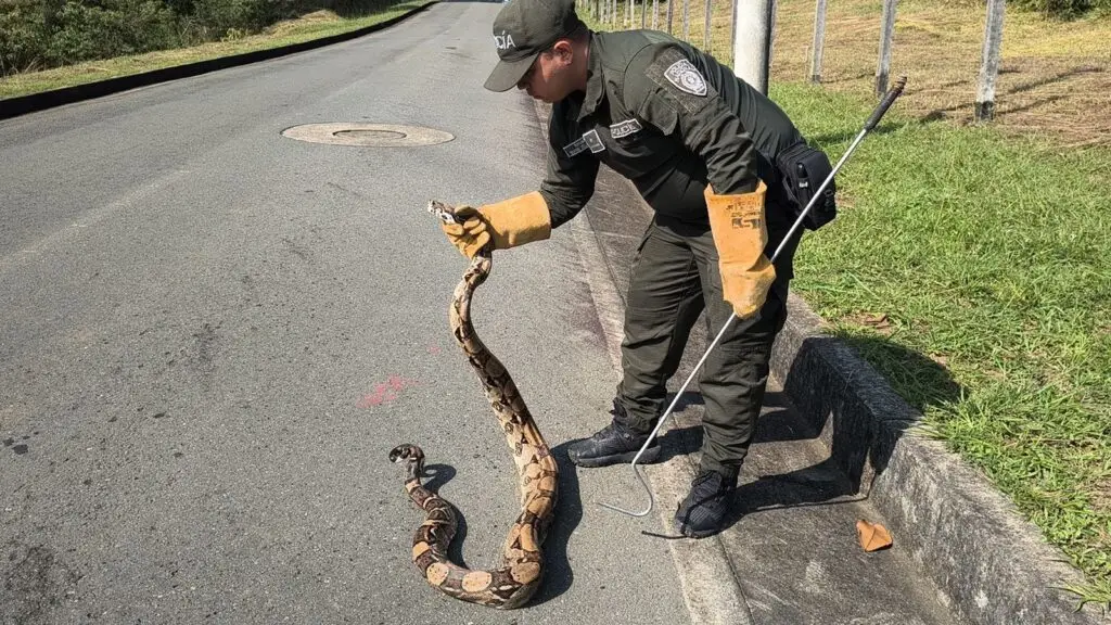 Autoridades rescatan dos boas que estaban en cautiverio en el sur de Cali