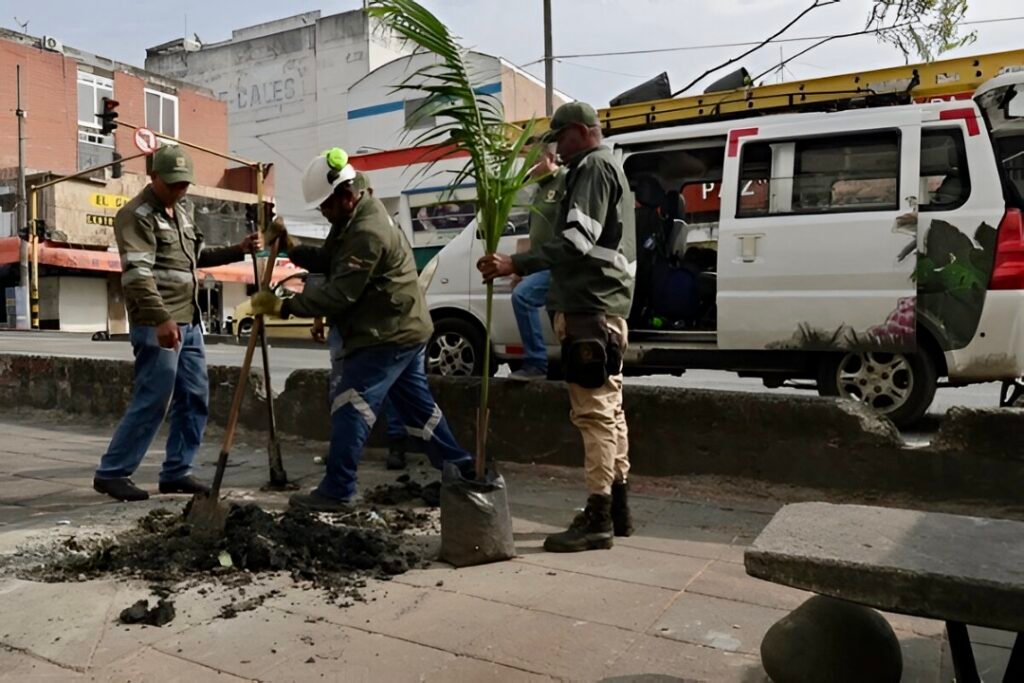 Reponen árbol caído en el centro de Cali y siembran palma botella