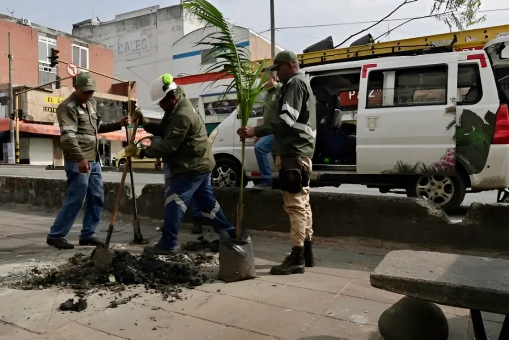 Reponen árbol caído en el centro de Cali y siembran palma botella