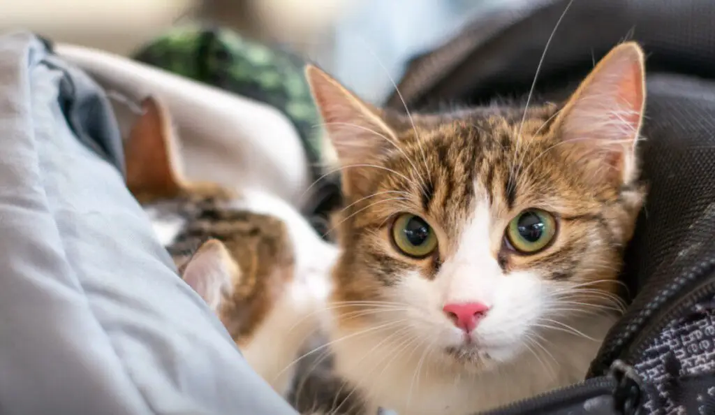 Foto de referencia: Unidad de Bienestar Animal Cali