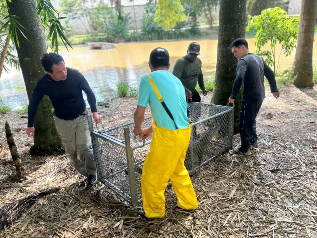 Cali traslada babilla de casi dos metros a su hábitat natural