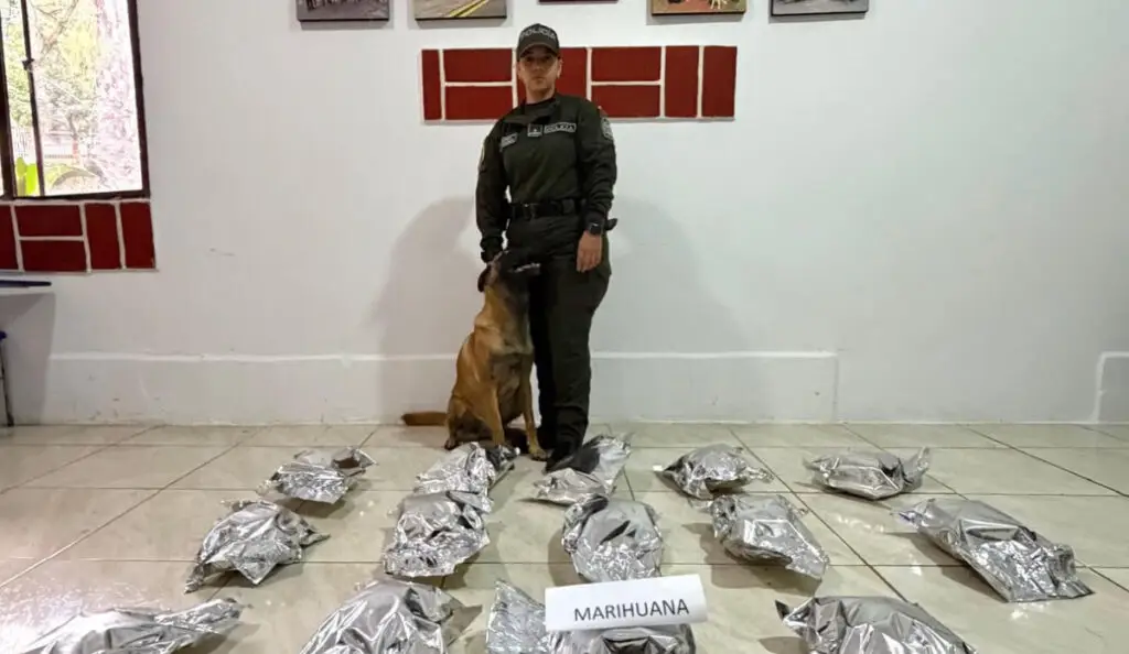 Ocho encomiendas con marihuana fueron detectadas en Cali y Yumbo