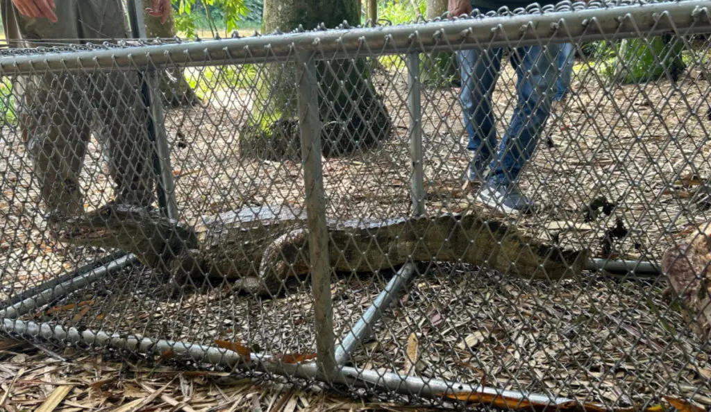 Trasladan babilla y otros animales silvestres para proteger ecosistema urbano
