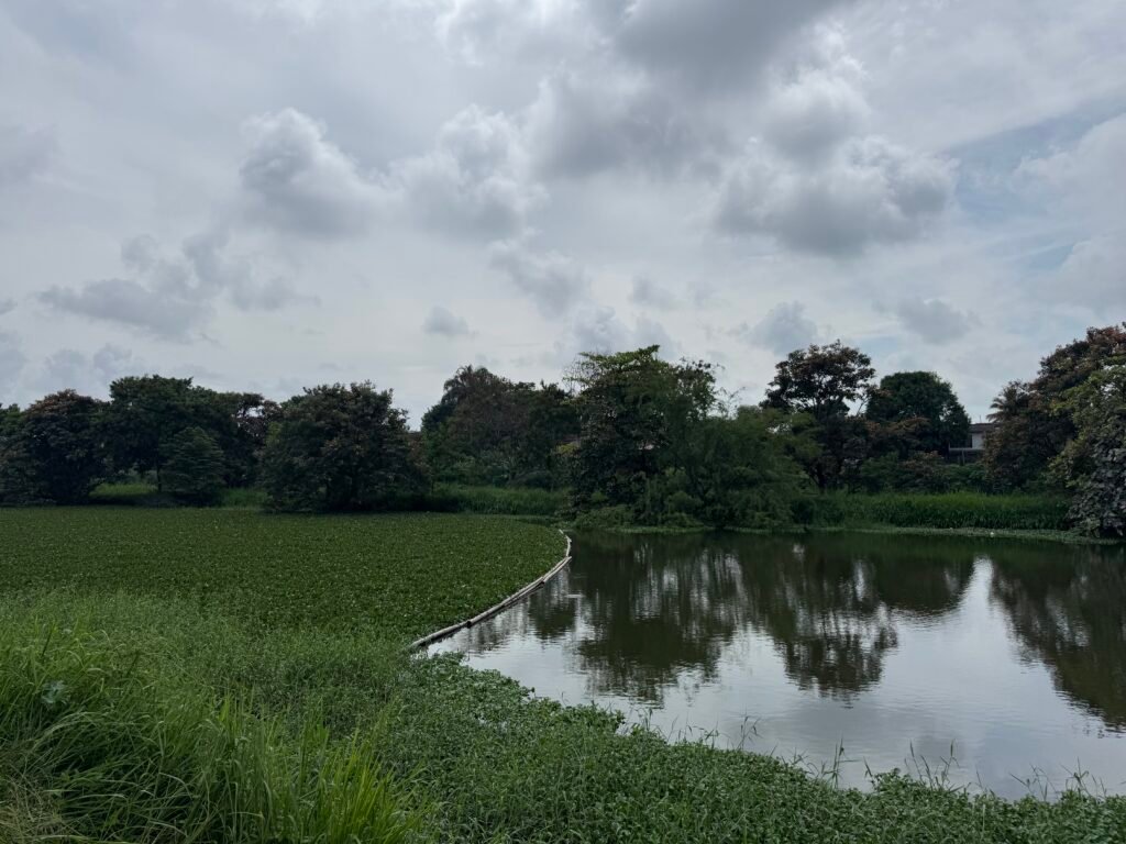 Humedales de Cali: refugio y regulador natural de la ciudad