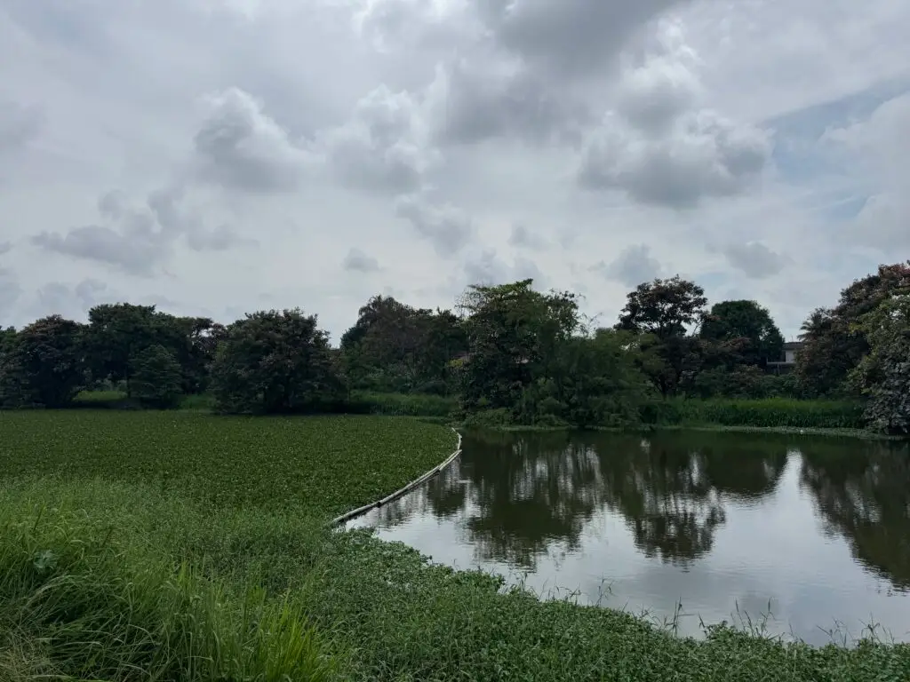 Humedales de Cali: refugio y regulador natural de la ciudad