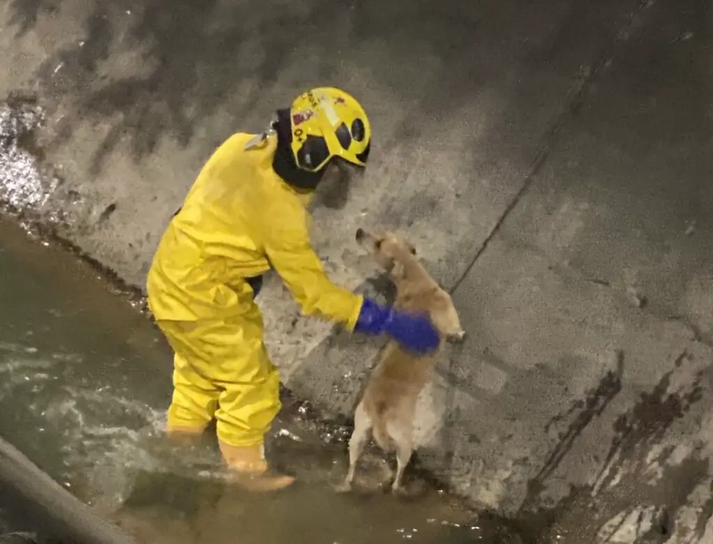 Así fue el rescate de un perro que quedó atrapado en un canal en Cali. Foto: Bomberos Cali