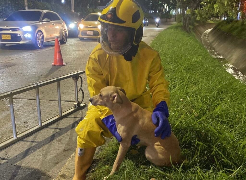 Rescate de perro en Cali. Foto: Bomberos Cali