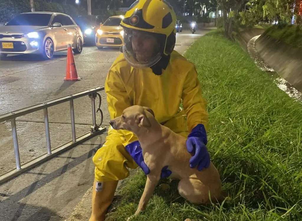 Rescate de perro en Cali. Foto: Bomberos Cali