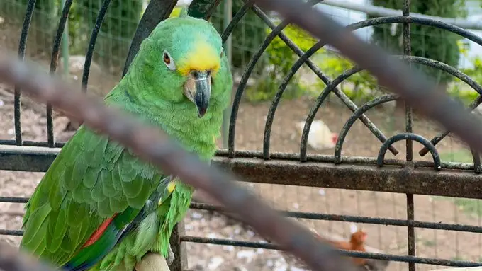 Un felino, primates y guacamayas fueron incautados en Calima El Darién. Foto: Policía Valle
