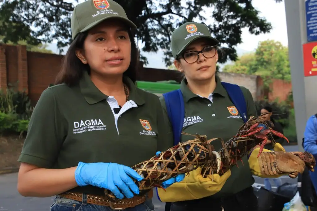 Decomisan animales silvestres que eran transportados para su venta en Cali