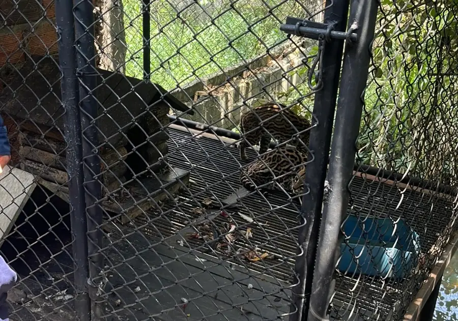 Rescatan dos ocelotes en Jamundí. Foto: Policía Ambiental