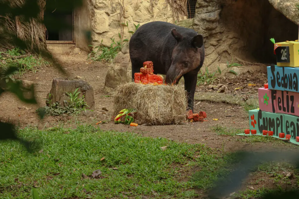 Sedona vive en el Zoológico de Cali desde 2008. Foto: cortesía
