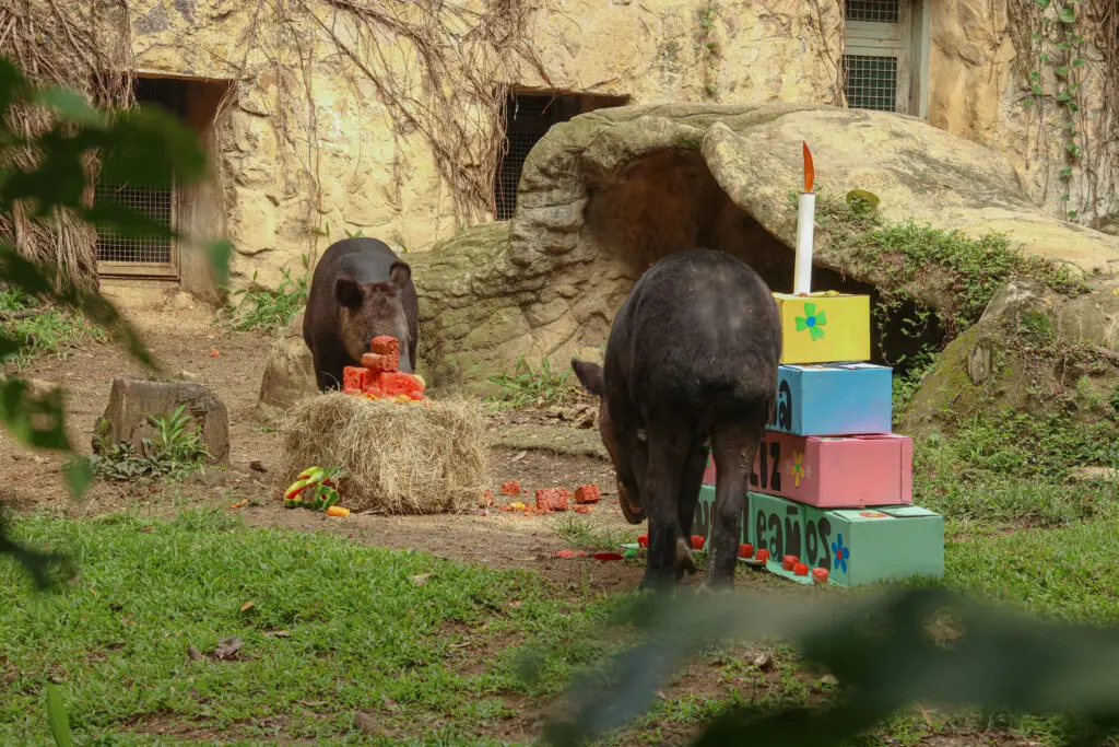 Sedona, la tapir del Zoológico de Cali. Foto: cortesía
