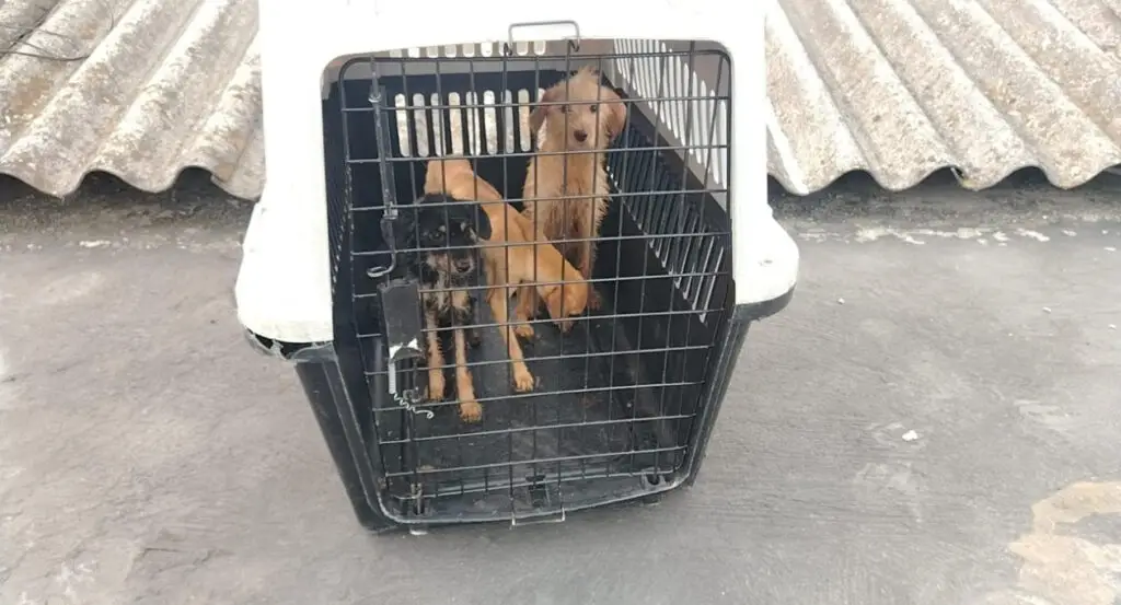 Ley Ángel fue clave en rescate de perros en Cali