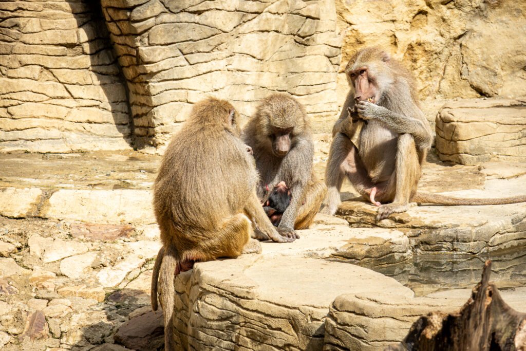 El Zoológico confirmó la noticia. Foto: Zoológico de Cali