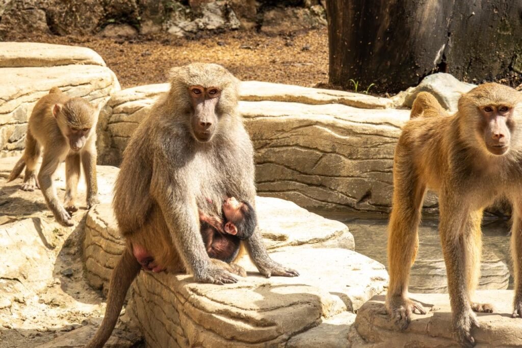 Durante los últimos diez años han nacido 30 individuos. Foto: Zoológico de Cali
