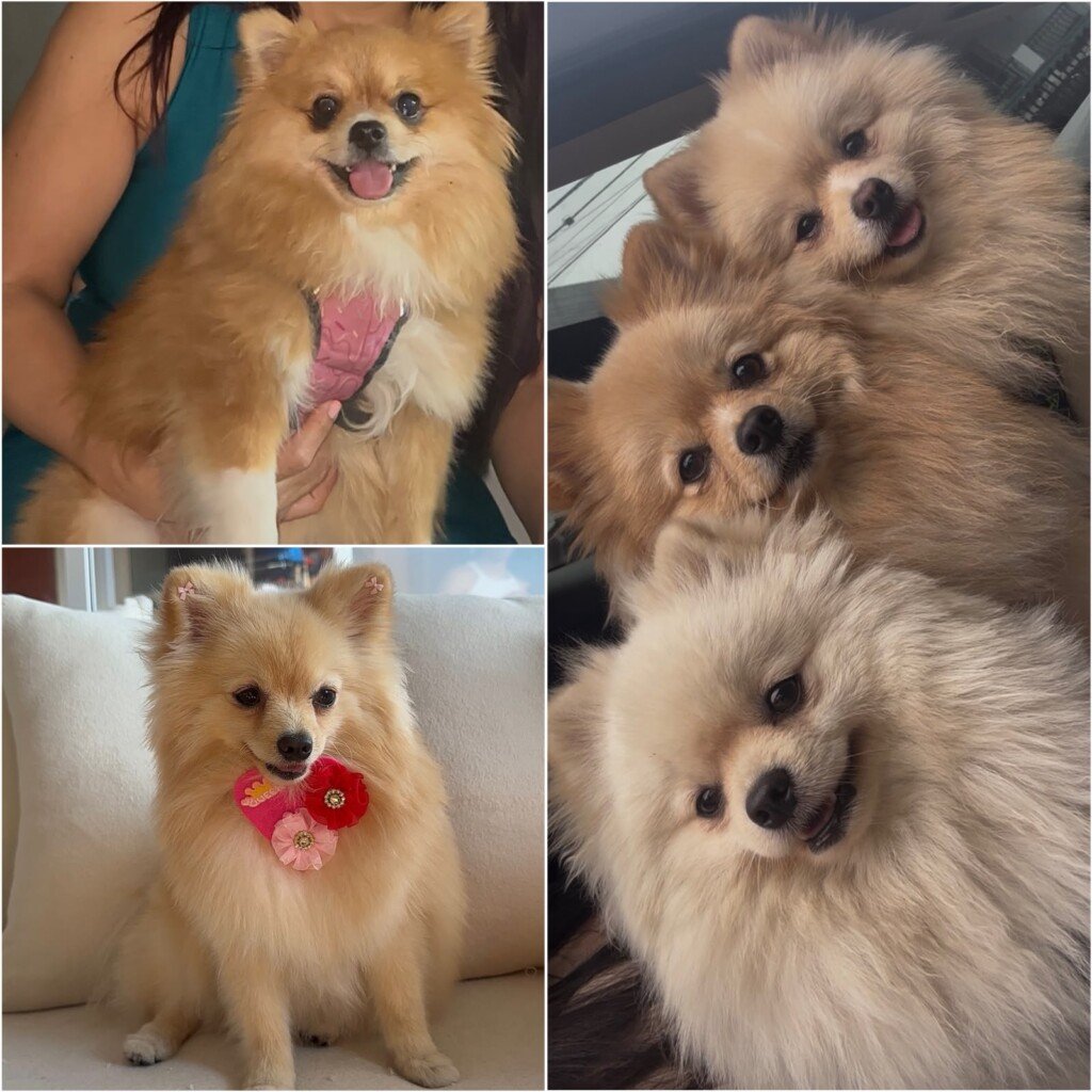 La familia explicó que las mascotas tienen tres años de edad. Foto: Cortesía