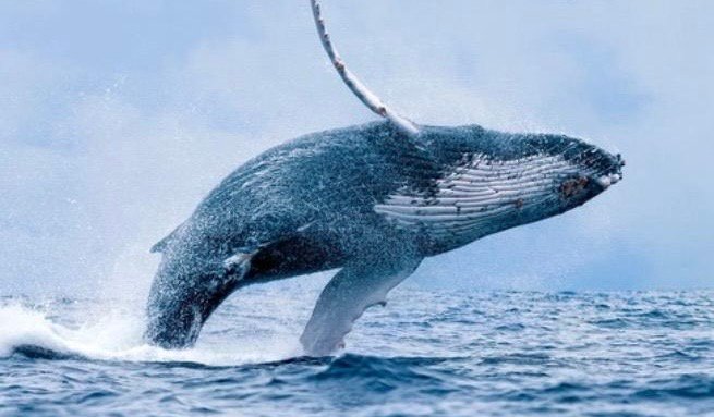 Temporada de ballenas en el Valle aportaría a la reactivación económica. Foto Gobernación del Valle