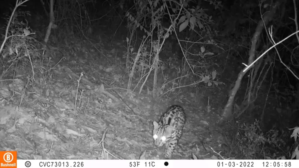 El felino que fue captado libre en los bosques de Sevilla, Valle. Foto: CVC